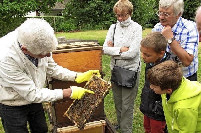 Von Bienen und Wildbienen