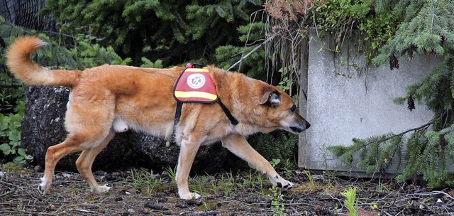 Ein Hund der Rettungshundestaffel Neue..., damit die Tiere diese nicht kennen.   | Foto: rettungshundestaffel neuenburg