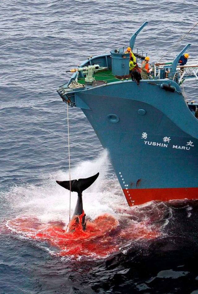 Ein Wal wird an Bord eines japanischen Walfngers gezogen.  | Foto: Jeremy Sutton-Hibbert (dpa)