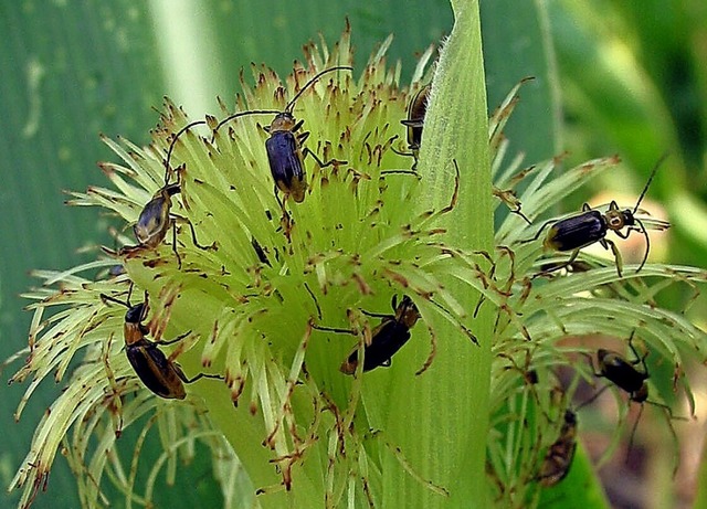 Maiswurzelbohrer befallen eine junge Maispflanze.   | Foto: dpa