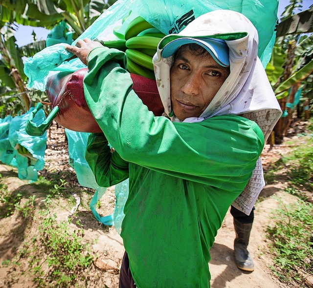 Fairtrade-Bananen aus Peru &#8211; ob dieser Arbeiter davon profitiert?  | Foto: TransFair e.V. / Sean Hawkey