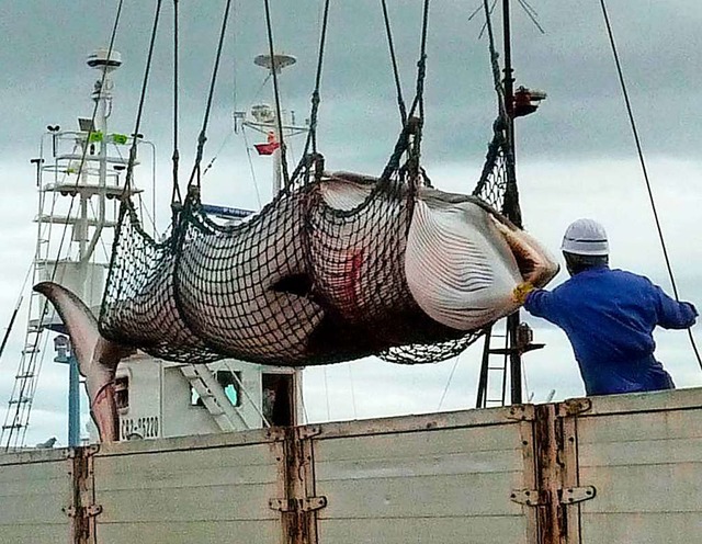 Warum fngt man in Japan Wale?  | Foto: Uncredited (dpa)