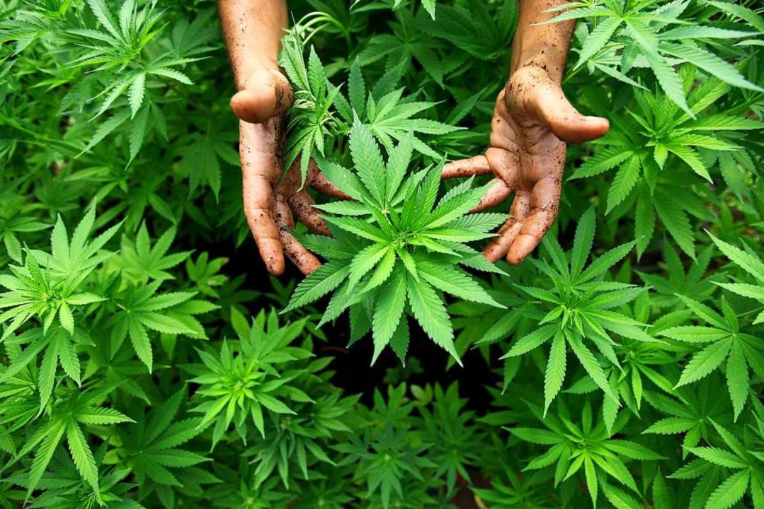 Frische Cannabispflanzen. Getrocknet w...n als Marihuana geraucht (Symbolbild).  | Foto: ABIR SULTAN