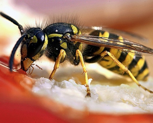 Eine Wespe labt sich an Erdbeerkonfitre.   | Foto: Peer Grimm