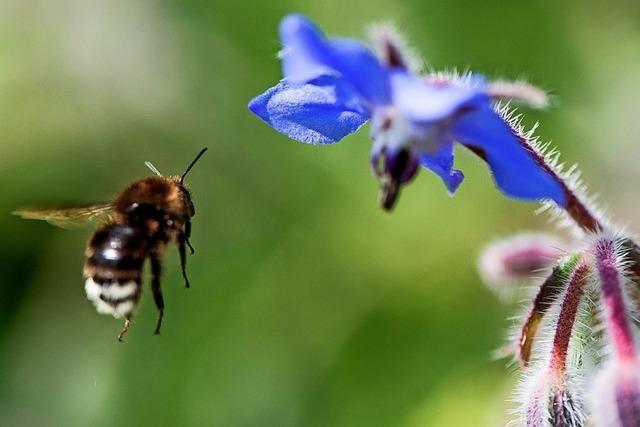 Dem Bienensterben auf der Spur