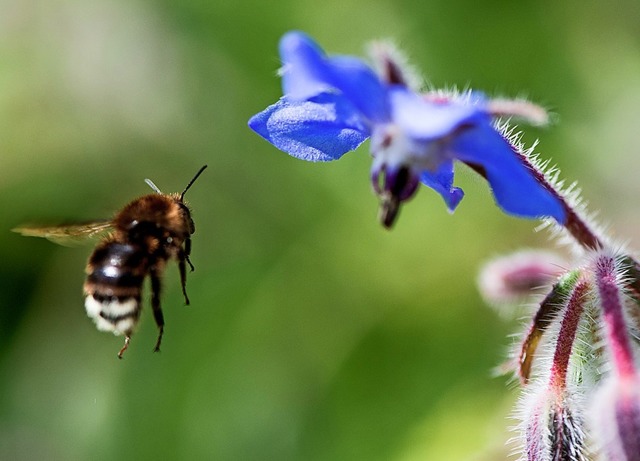 Den Nektar dieser blauen Borretsch-Blte mag die Biene gern.   | Foto: Robert Gnther (dpa)