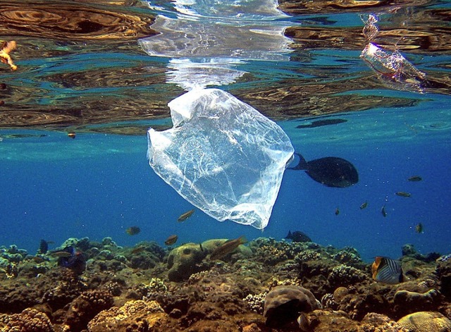 Plastikmll im Meer  | Foto: Mike_Nelson