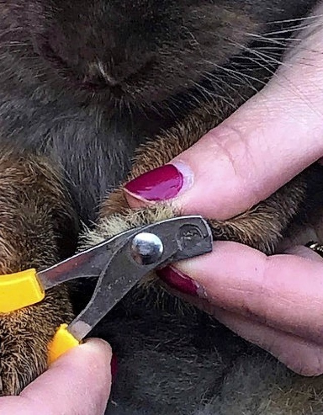 Nagelpflege beim Kaninchen  | Foto: privat