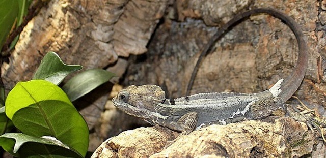 Dieser Streifenbasilisk lebt bei Tim Gppert zuhause.  | Foto: privat