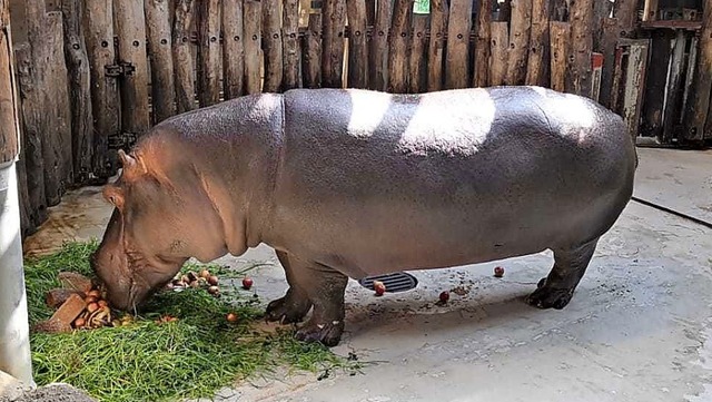 Mmh, lecker &#8211; das Flusspferd geniet einen Snack.   | Foto: Lia Riedel