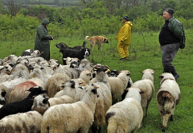 Das Bild zeigt Hirten und Schafe in Rumnien  | Foto: Jens Schmitz