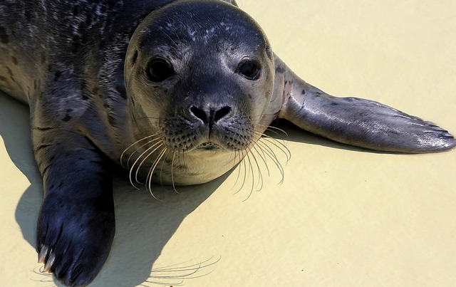 Geht mitten ins Herz so ein Blick eines Heulers.   | Foto: Michael Saurer