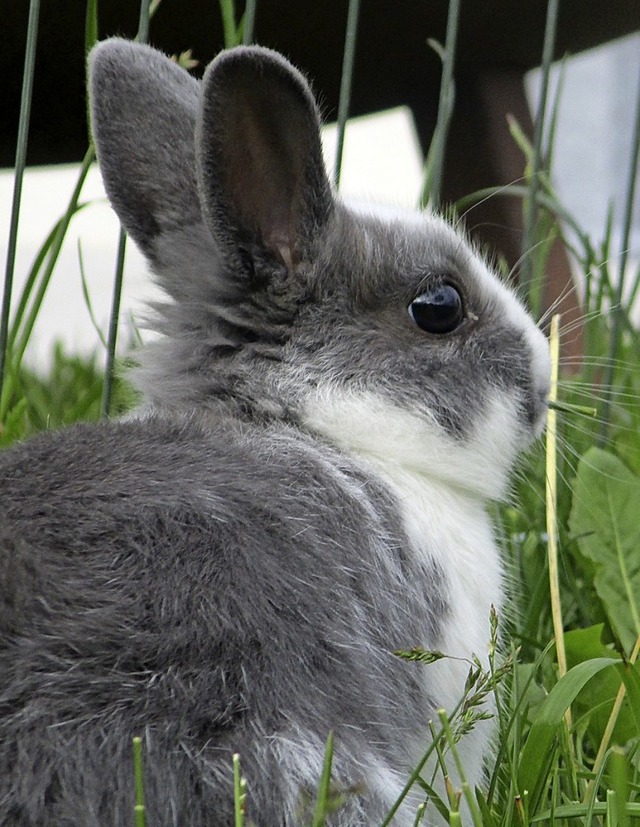 Ein Kaninchen als Haustier? Das ist kein einfachen Hobby.   | Foto: Dana Kaiser und Leonie Kpfer