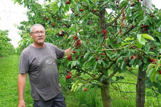 Auch Landwirte setzen sich im Kandertal fr den Insektenschutz ein