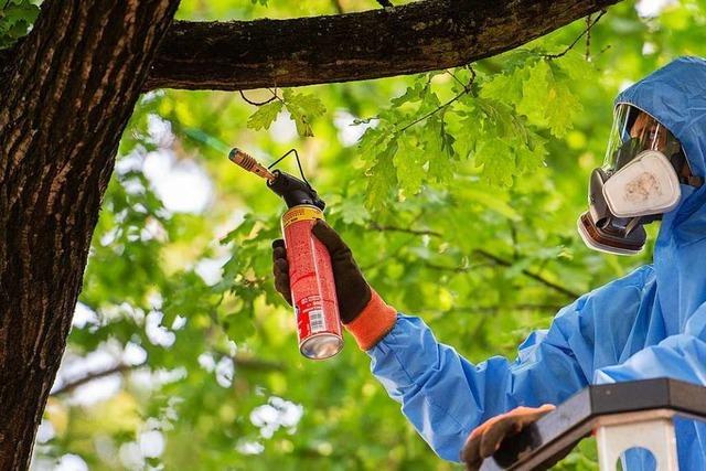 In Lrrach werden im Notfall noch Pestizide eingesetzt