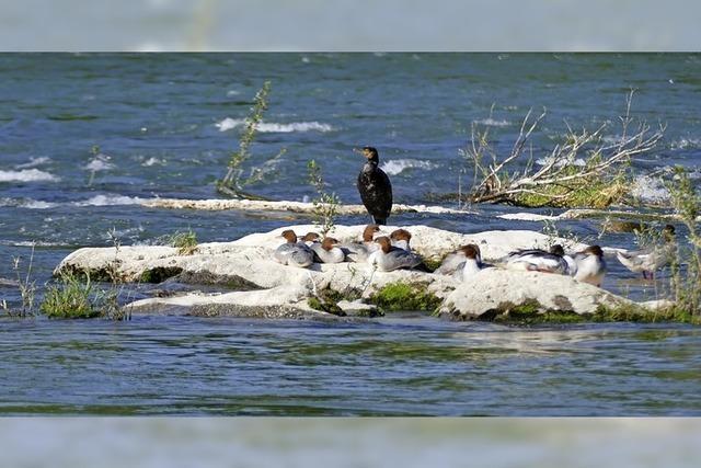 Wasservgel auf Isteins Schwellen