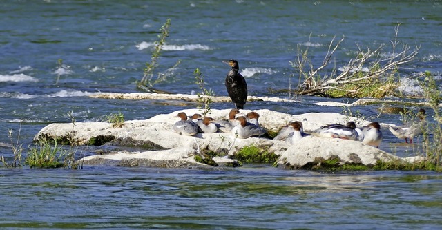 Ein Kormoran und eine Entenart namens ...bei den  Mnnchen sind diese schwarz.   | Foto: Victoria Langelott