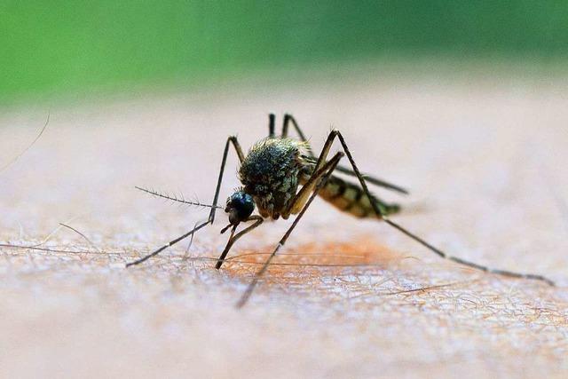 Gemeinden diskutieren über umstrittenes Stechmücken-Gift 