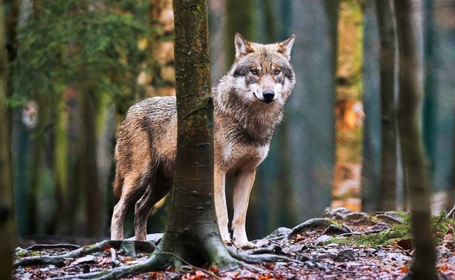Bis der Wolf auch den Landkreis Lrrac..., drfte nur eine Frage der Zeit sein.  | Foto: Klaus-Dietmar Gabbert (dpa)