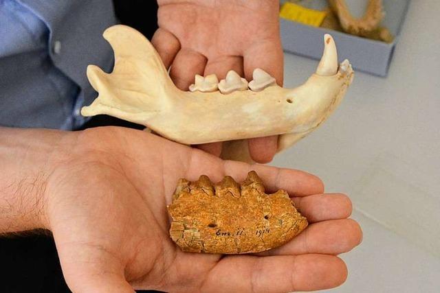 Wie Forscher in Basel anhand von Zähnen ein Urzeit-Raubtier entdeckt haben