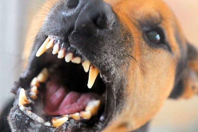 Tierarzt muss Hund bei Siensbach mit dem Blasrohr betäuben