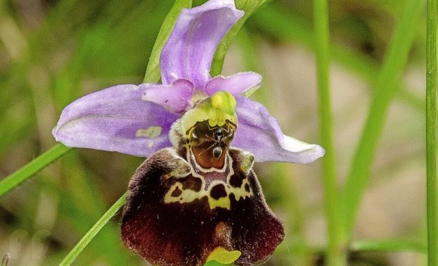 Beim Orchideen fotografieren posierte diese Ameise auf einer Hummel-Ragwurz.  | Foto: Fernand Freudemann