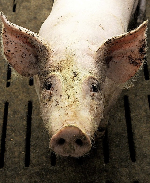 Wer fhrt in Zukunft die Immunokastration der Ferkel durch?  | Foto: Carsten Rehder