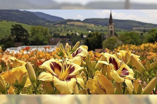 Taglilientage in Sulzburg-Laufen