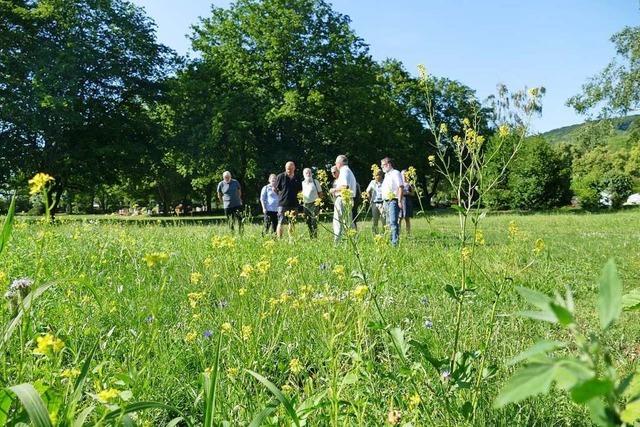 In Weil am Rhein wird sogar der Friedhof zur Bienenwiese