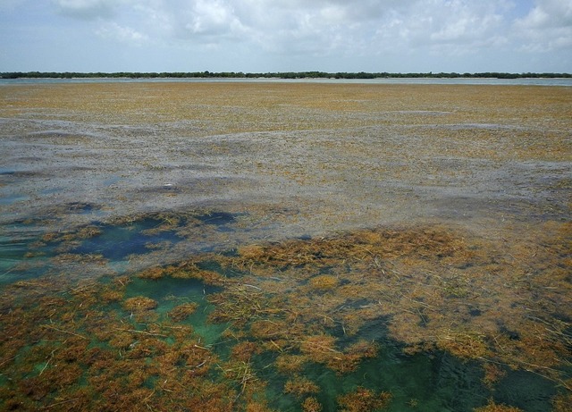 Brauner Schlick statt trkisem Wasser: Algenteppich vor den Florida Keys  | Foto: Brian Lapointe (dpa)