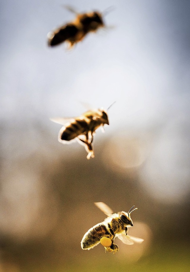 Die Biene unten ist, mit Pollen belade...ich auf dem Rckflug zum Bienenstock.   | Foto: Frank Rumpenhorst