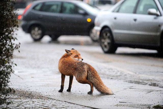 Nicht mehr nur im Wald daheim: Der Fuchs (Symbolbild).  | Foto: Jrg Carstensen