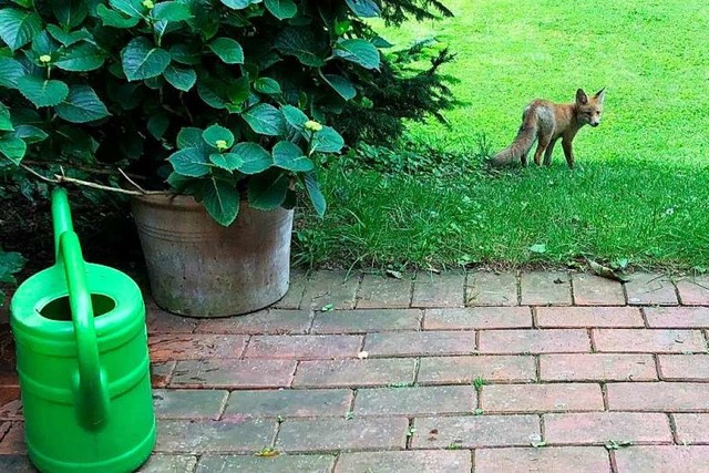 Im Garten schaut ein Fuchs vorbei.  | Foto: Frank Dyllick Brenzinger / wildenachbarn.de