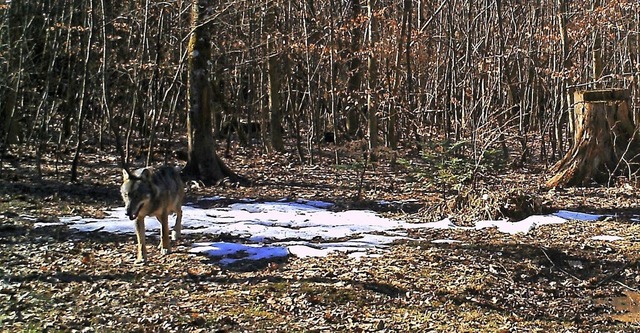 Ende Februar tappte in Erlinsbach im S...weise ein Wolf bei Bernau gesichtet.    | Foto: Departement Bau, Verkehr und Umwelt/AG