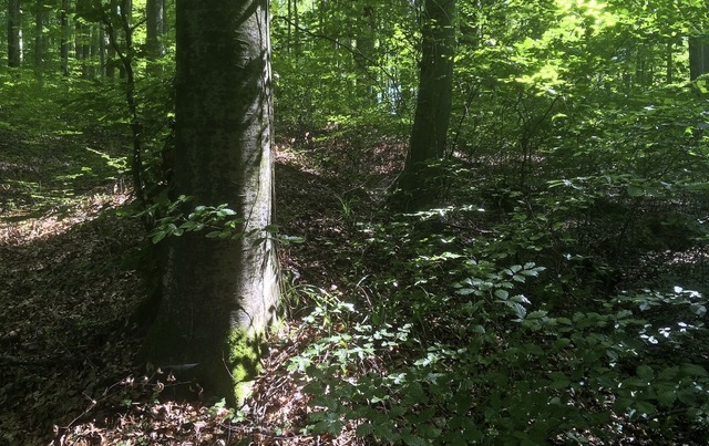 Die Abraumhalden des Bohnerzabbaus sin...esonderes Landschaftsmerkmal zu sehen.  | Foto: Jutta Schtz