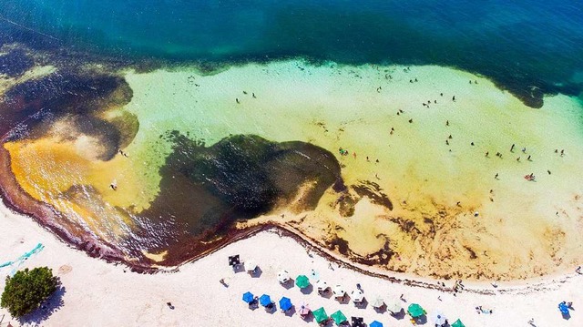 Badeurlaub mit Schattenseiten:  Brauna... vermiesen  den  Strandtag in Mexiko.   | Foto: Lizzeth Phylomeno (dpa)
