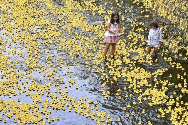 Tausende gelbe Entchen auf der Dreisam
