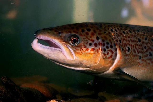 Fischtreppen oder Rheinschlingen: Wie kann der Lachs zurckkehren?