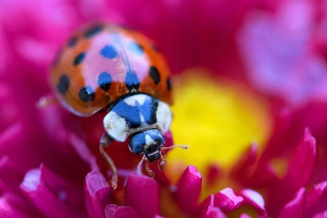Breisach will Artenvielfalt bei blütenbesuchenden Insekten fördern