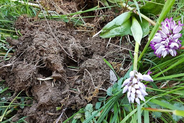 Der mutmaliche Orchideen-Klau im Taub...schftigte die Menschen in der Region.  | Foto: Karl Kovacs