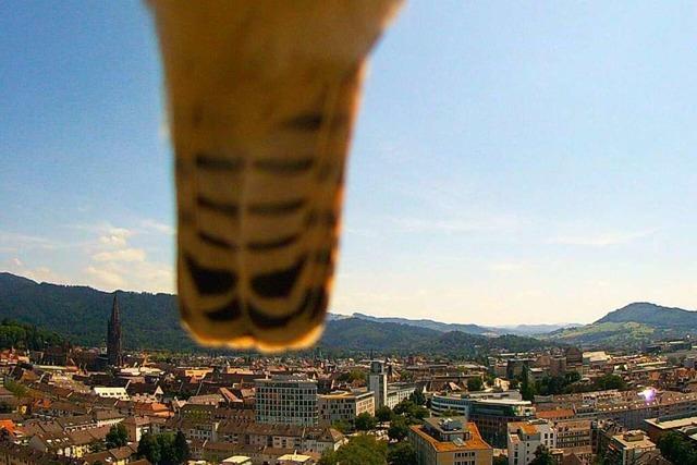 Welches Tier schleicht sich da ins Webcam-Bild der Uni Freiburg?
