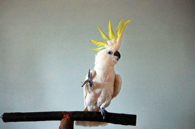 Dieser Papagei hat Sinn fr Kreativitt
