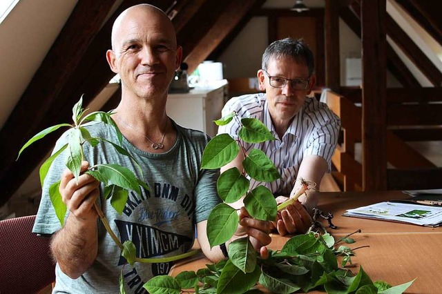 Mit Feuereifer gegen das Indische Spri...tbeauftragter der Stadt Bad Sckingen.  | Foto: Lea Breitsprecher