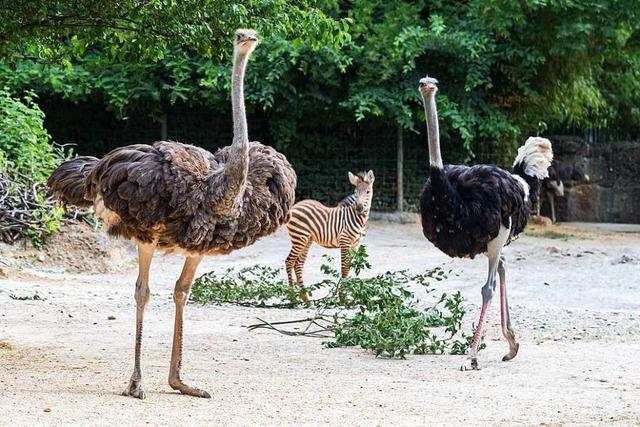 Im Zoo Basel ist ein neues Strauenpaar eingezogen