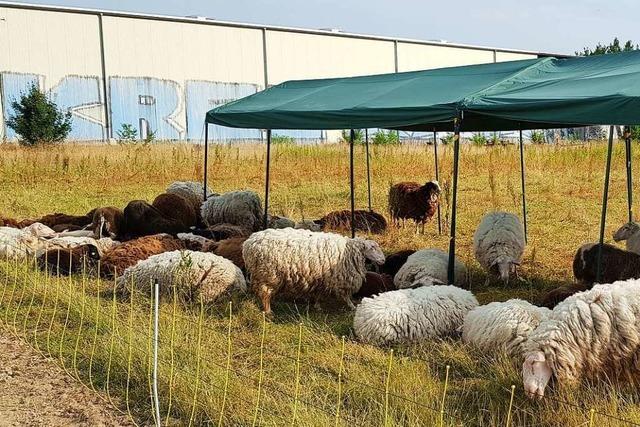 Schafe waren in Not – Schferin darf ihre Herde behalten