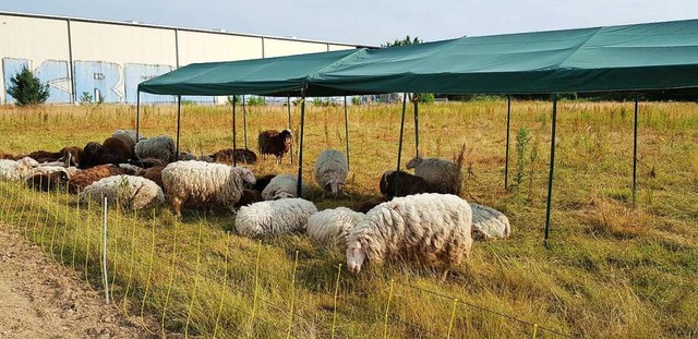Die Feuerwehr stellte einen schatten spendenden Pavillon fr die Schafe auf.  | Foto: Gerhard Walser