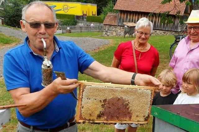 In Wagensteig gibt es Bienen, die sich streicheln lassen