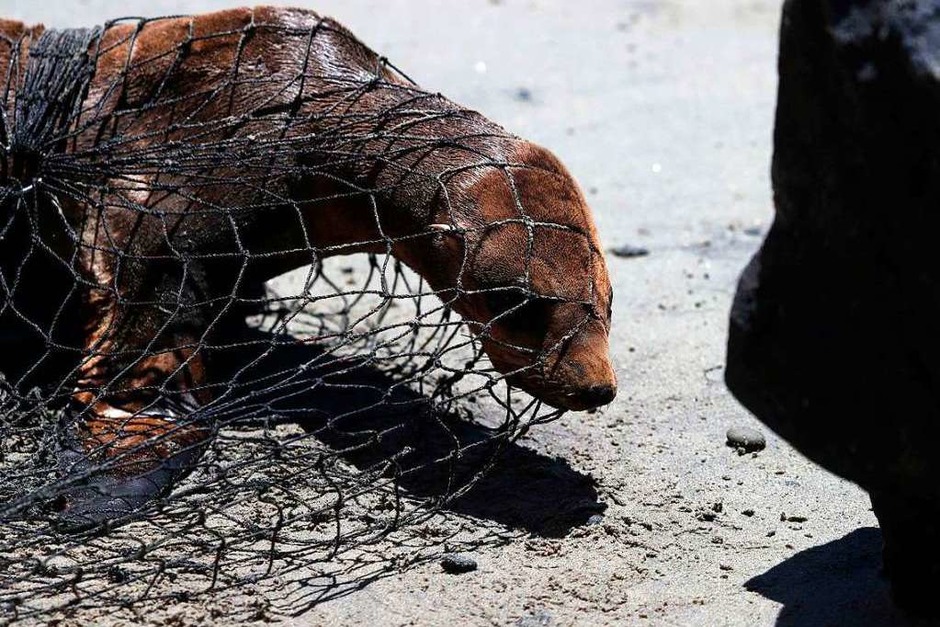 Nur zu seinem Besten: Ein Seelöwe wird vom Marine Mammal Center in Carmel, Kalifornien, gefangen. (Foto: JUSTIN SULLIVAN (AFP)) Nur zu seinem Besten: Ein Seelöwe wird vom Marine Mammal Center in Carmel, Kalifornien, gefangen. (Foto: JUSTIN SULLIVAN (AFP))