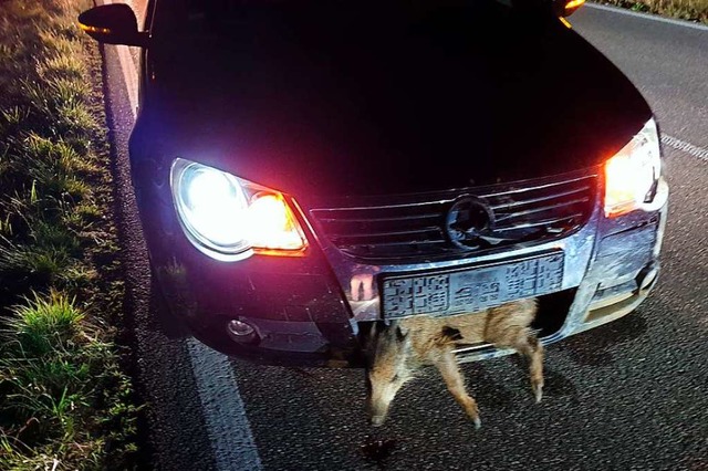 Eines der Tiere aus der Wildschweinrot...Wagen eingeklemmt, lief aber dann weg.  | Foto: privat