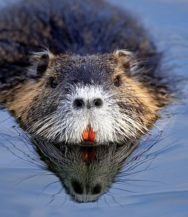 Gleitet still durchs Wasser und lsst sich gut beobachten: der Biber  | Foto: JMP de Nieuwburgh (stock.adobe.com)